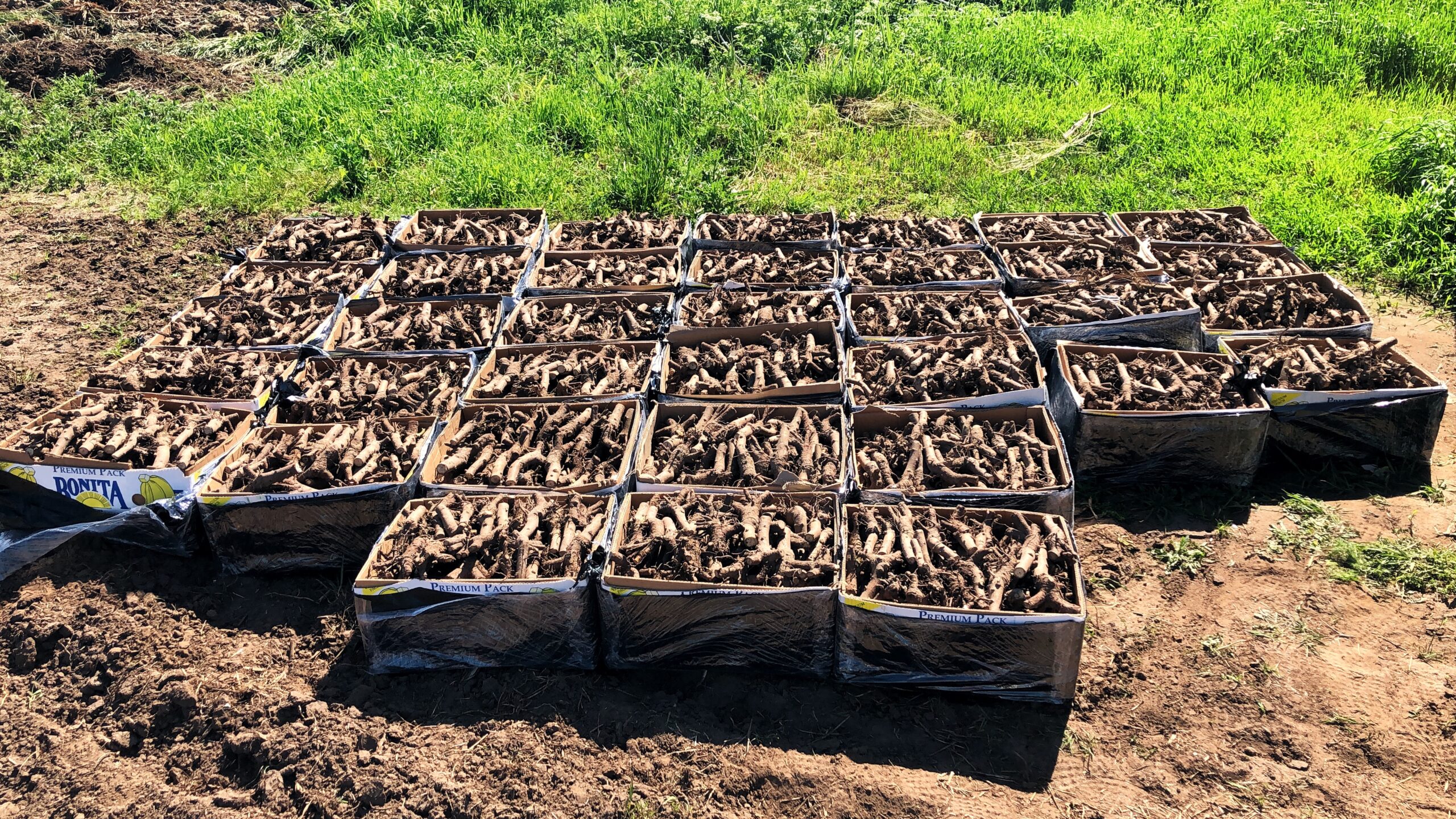 korzenie paulowni shan tong materiał sadzeniowy inwestycja paulownia Polska