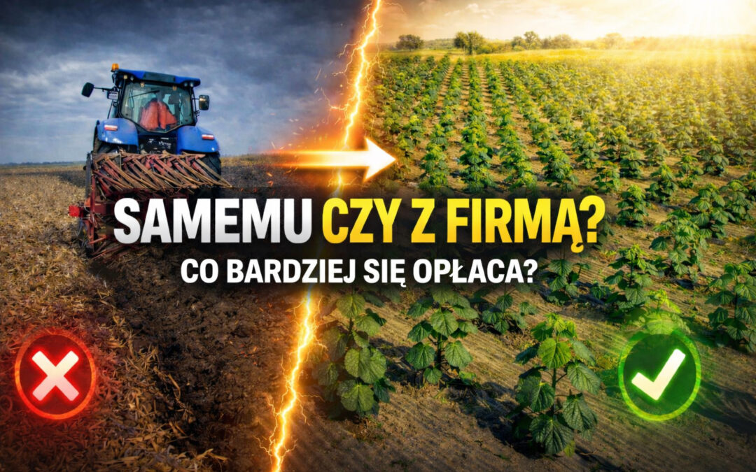 Plantacja paulowni – samemu czy z firmą? Co bardziej się opłaca?