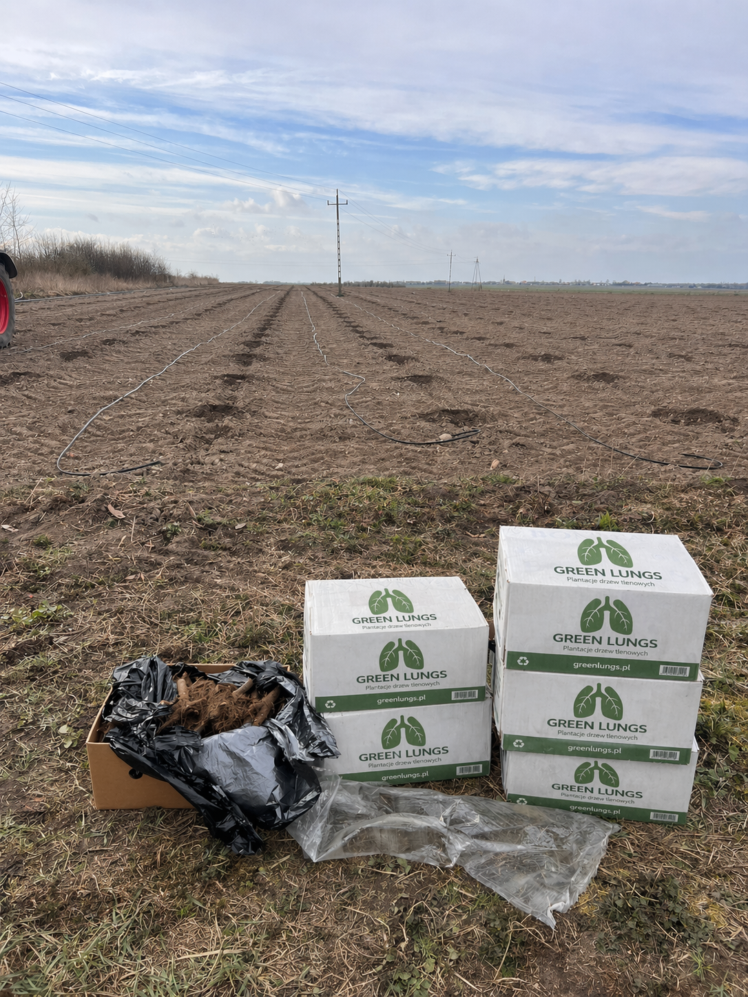 sadzenie paulowni w Polsce przygotowanie plantacji korzenie paulownia Shan Tong