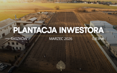 Plantacja paulowni Shan Tong – Raszków (Woj. Wielkopolskie) (0,83 ha)