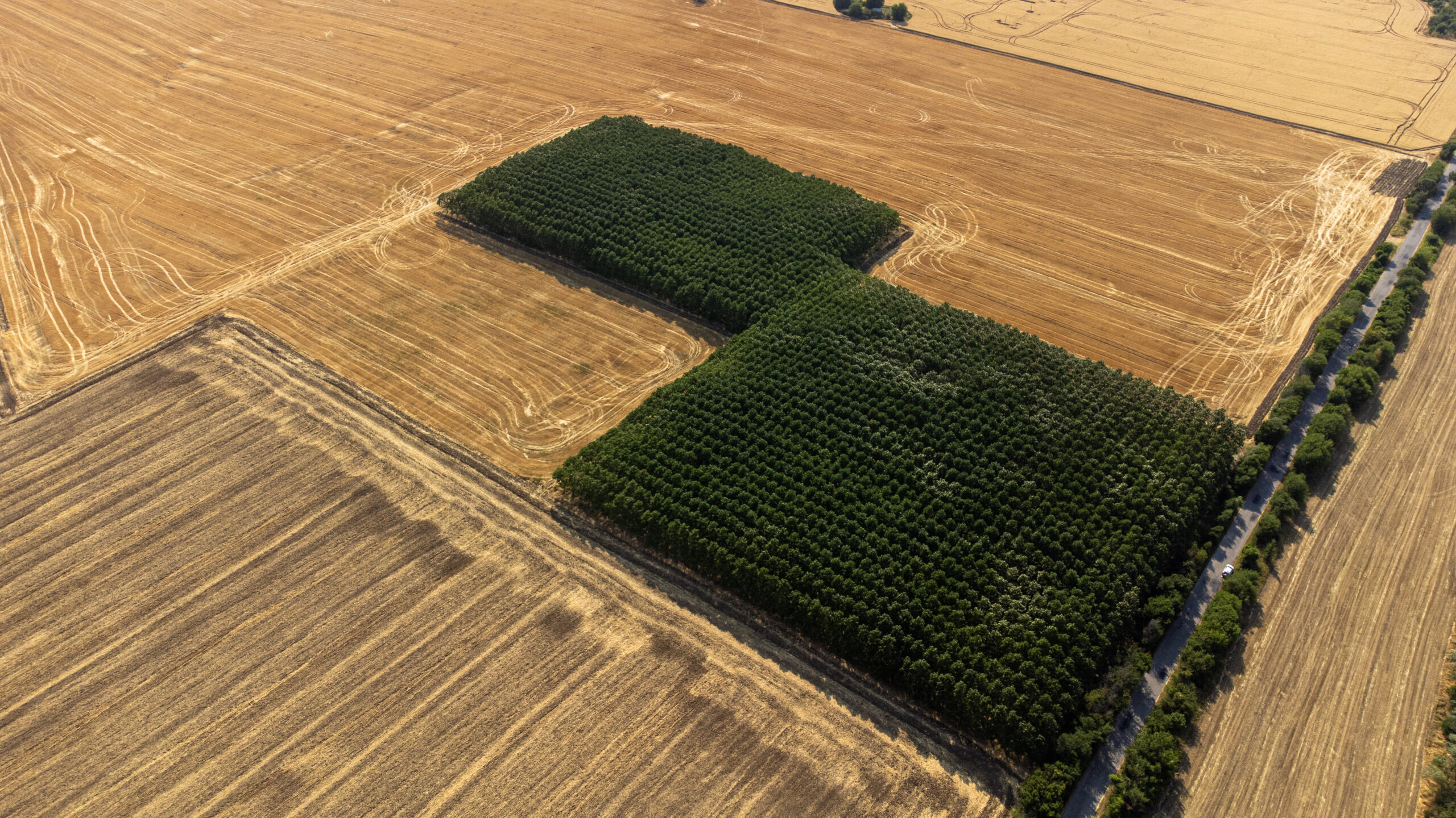 duza plantacja paulowni w Europie widok z drona inwestycja w drzewa szybkorosnace