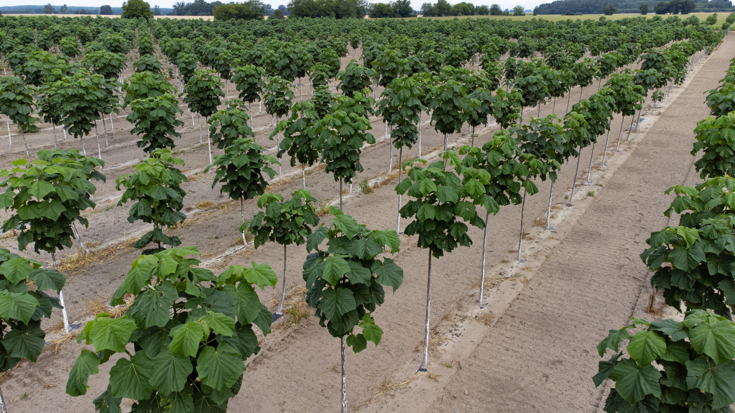 mloda plantacja paulowni rowne rzed y szybki wzrost drzew inwestycja w paulownie