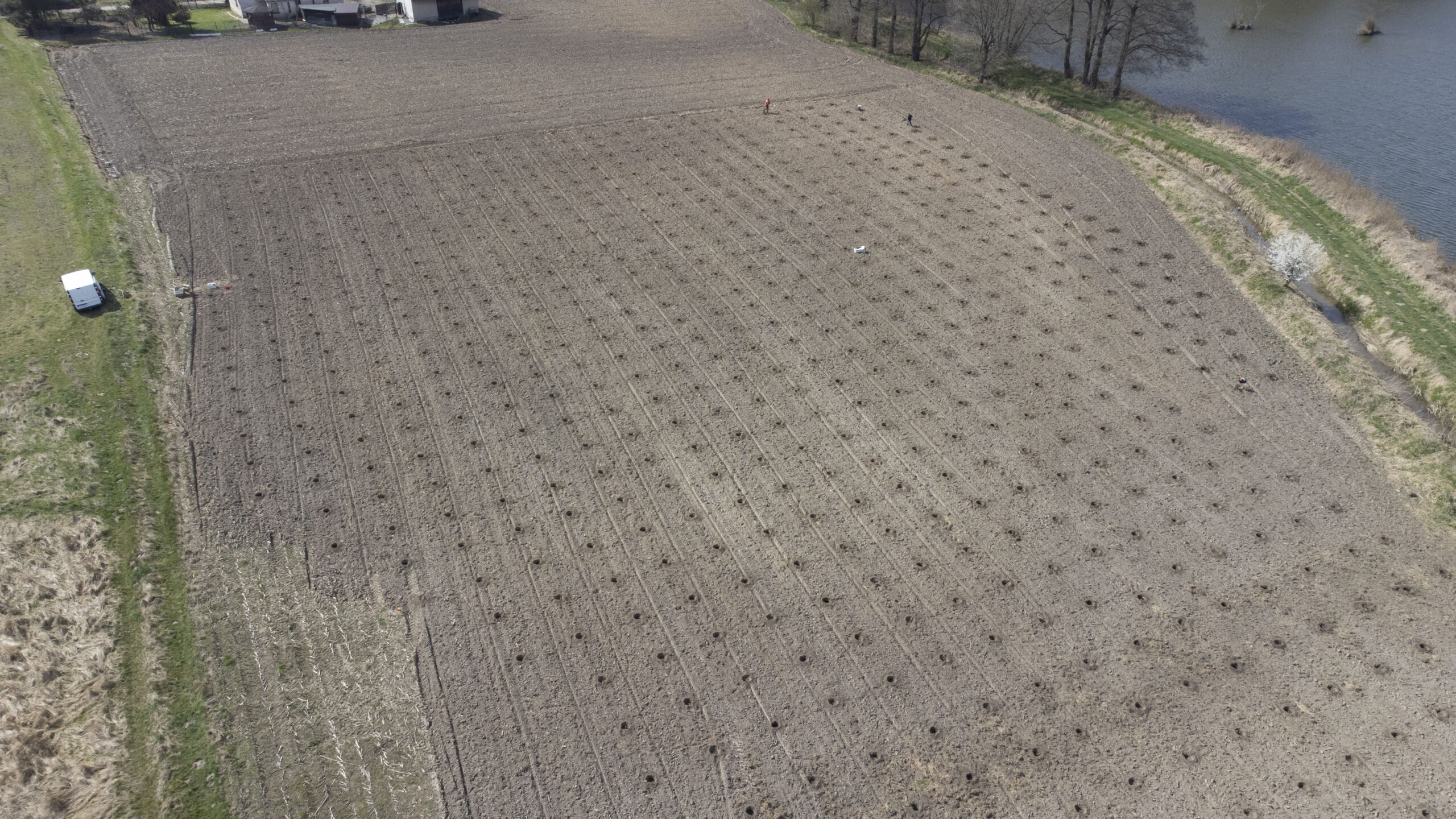 przygotowana gleba pod plantację paulowni w Polsce – prawidłowe przygotowanie pola