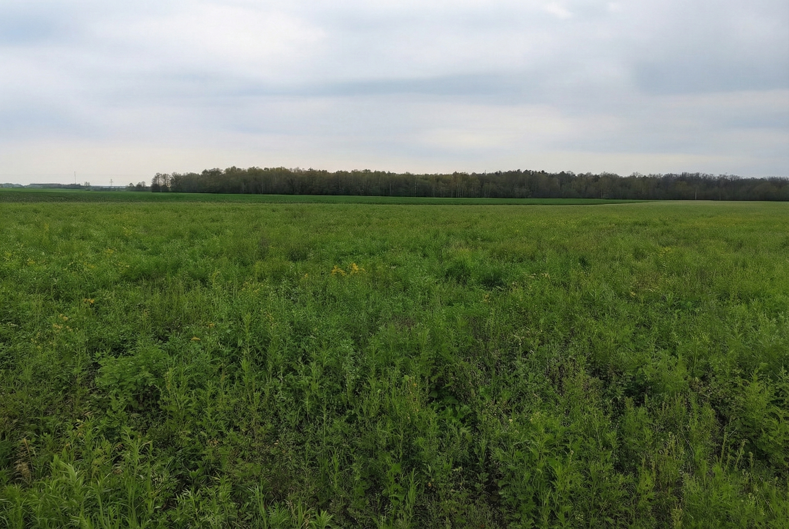 gleba pod plantację paulowni w Polsce – przykład pola przed przygotowaniem