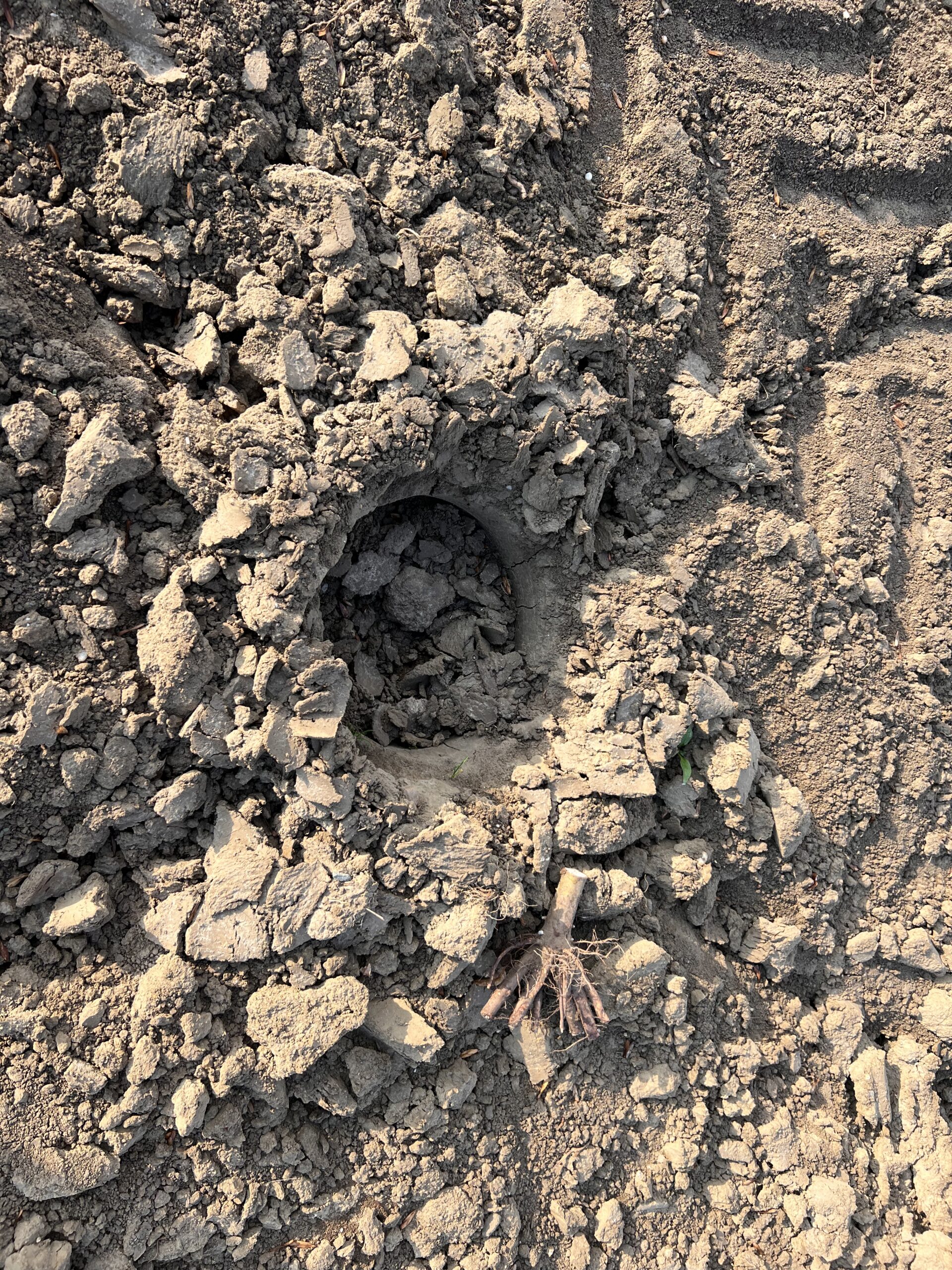 Twarda, gliniasta gleba utrudniająca sadzenie paulowni – problem na plantacji w Żarach