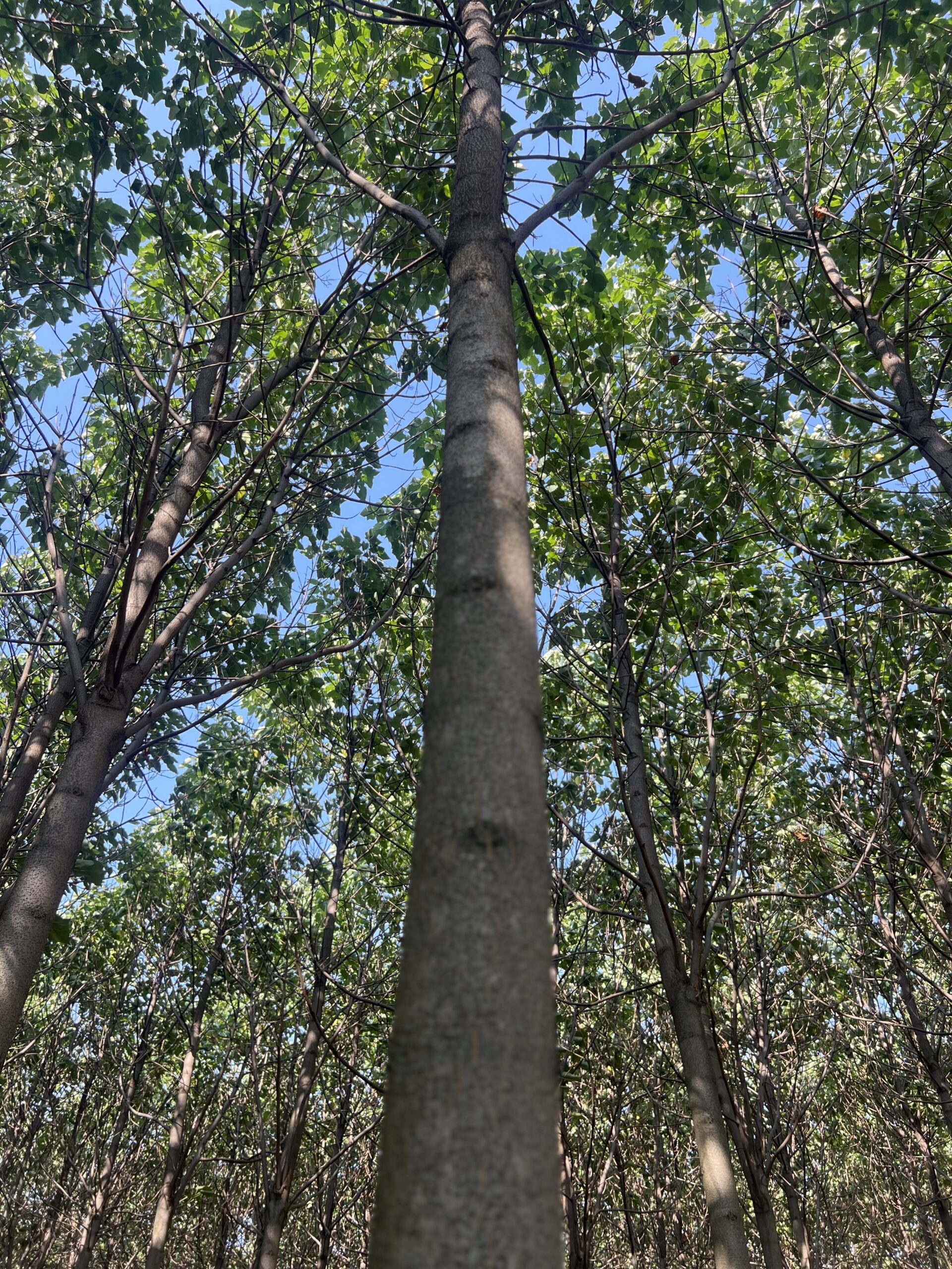 dojrzała paulownia w Polsce wysokość drzewa wzrost plantacji paulowni