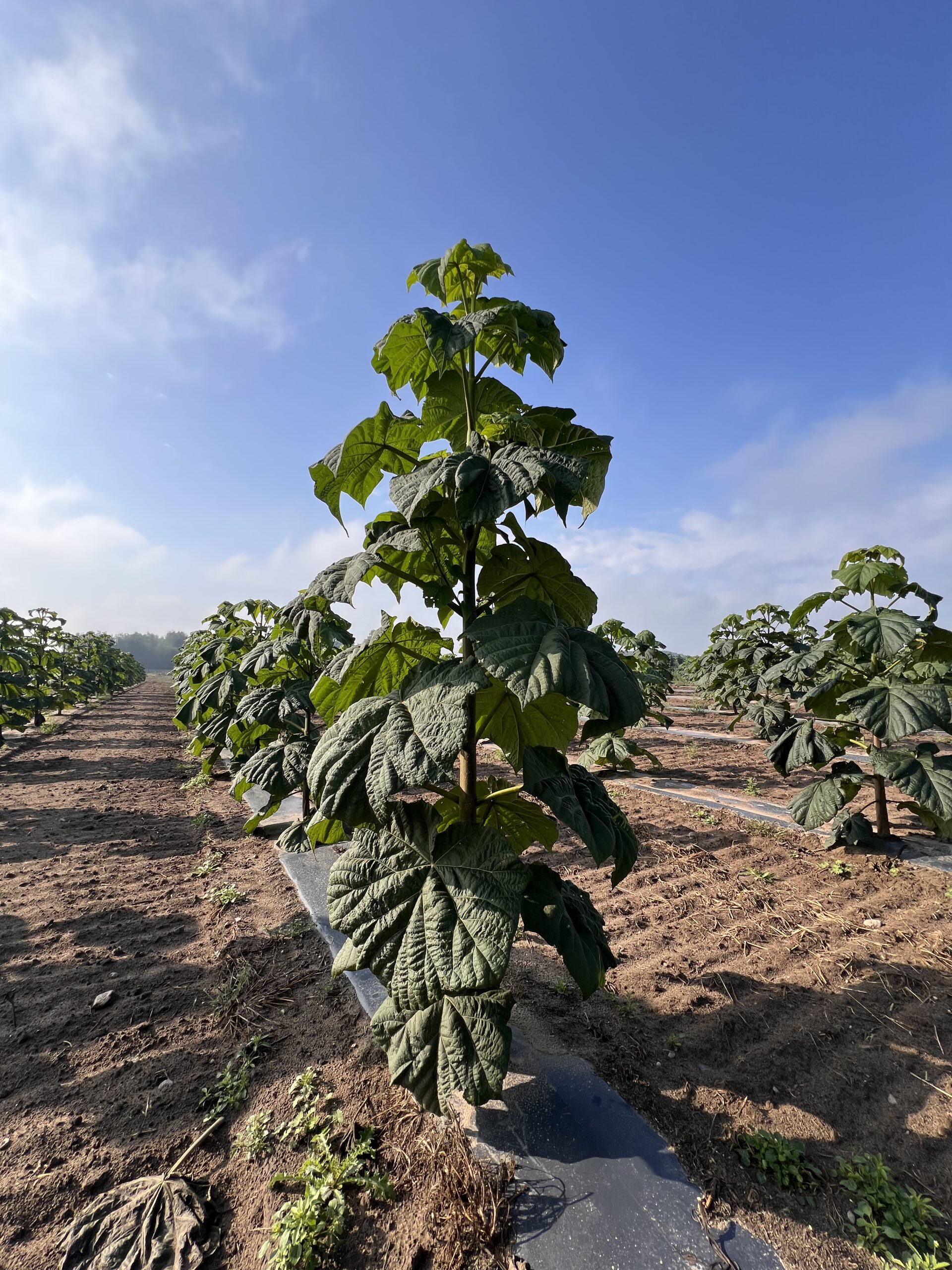 paulownia po 1 roku wzrostu w Polsce – prawidłowo prowadzona plantacja