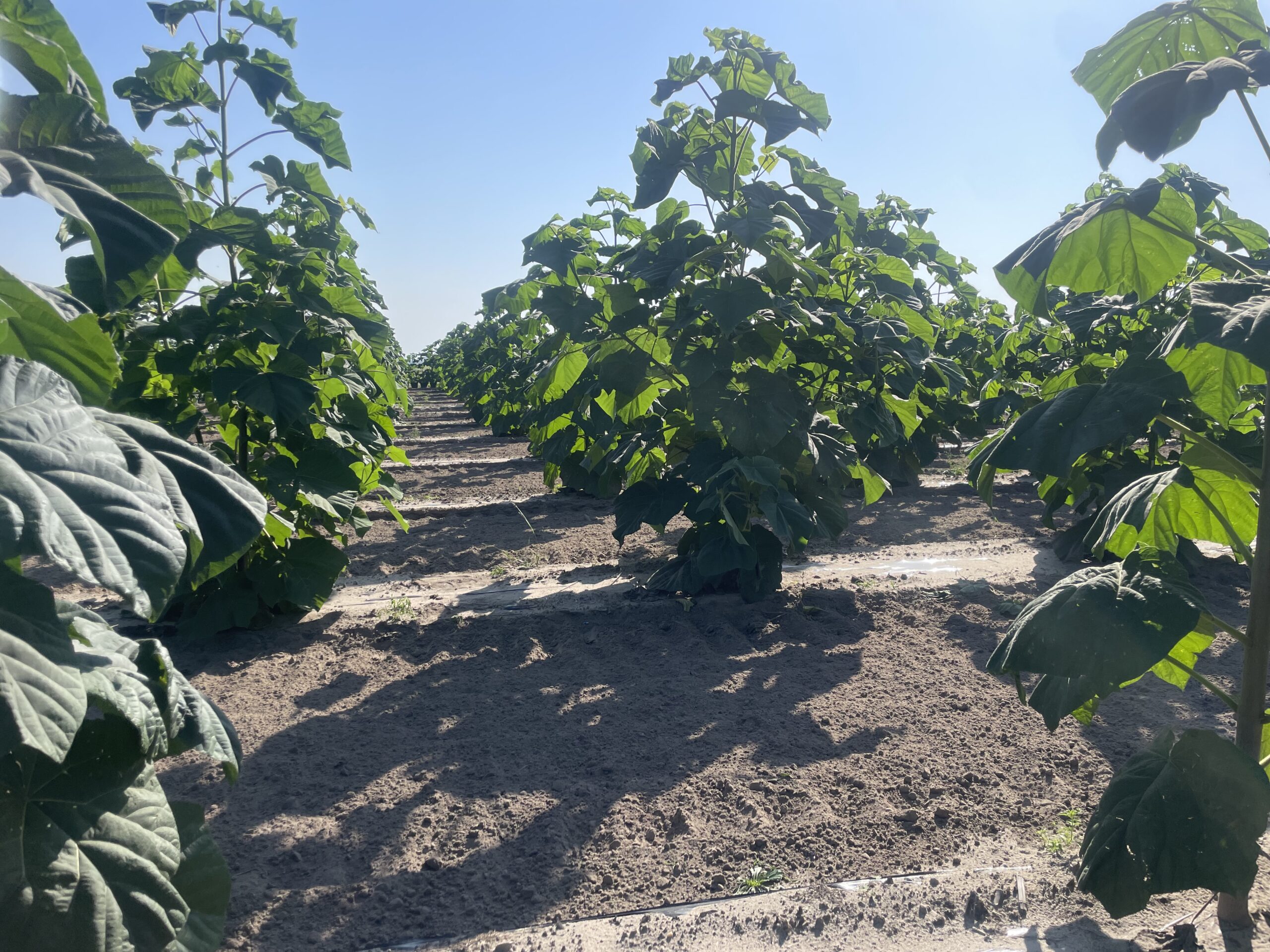 mloda plantacja paulowni w Polsce sadzenie drzew inwestycja paulownia