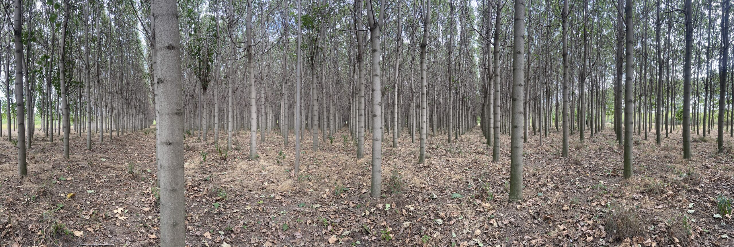 dojrzala plantacja paulowni w europie skalowanie upraw inwestycja drzewa