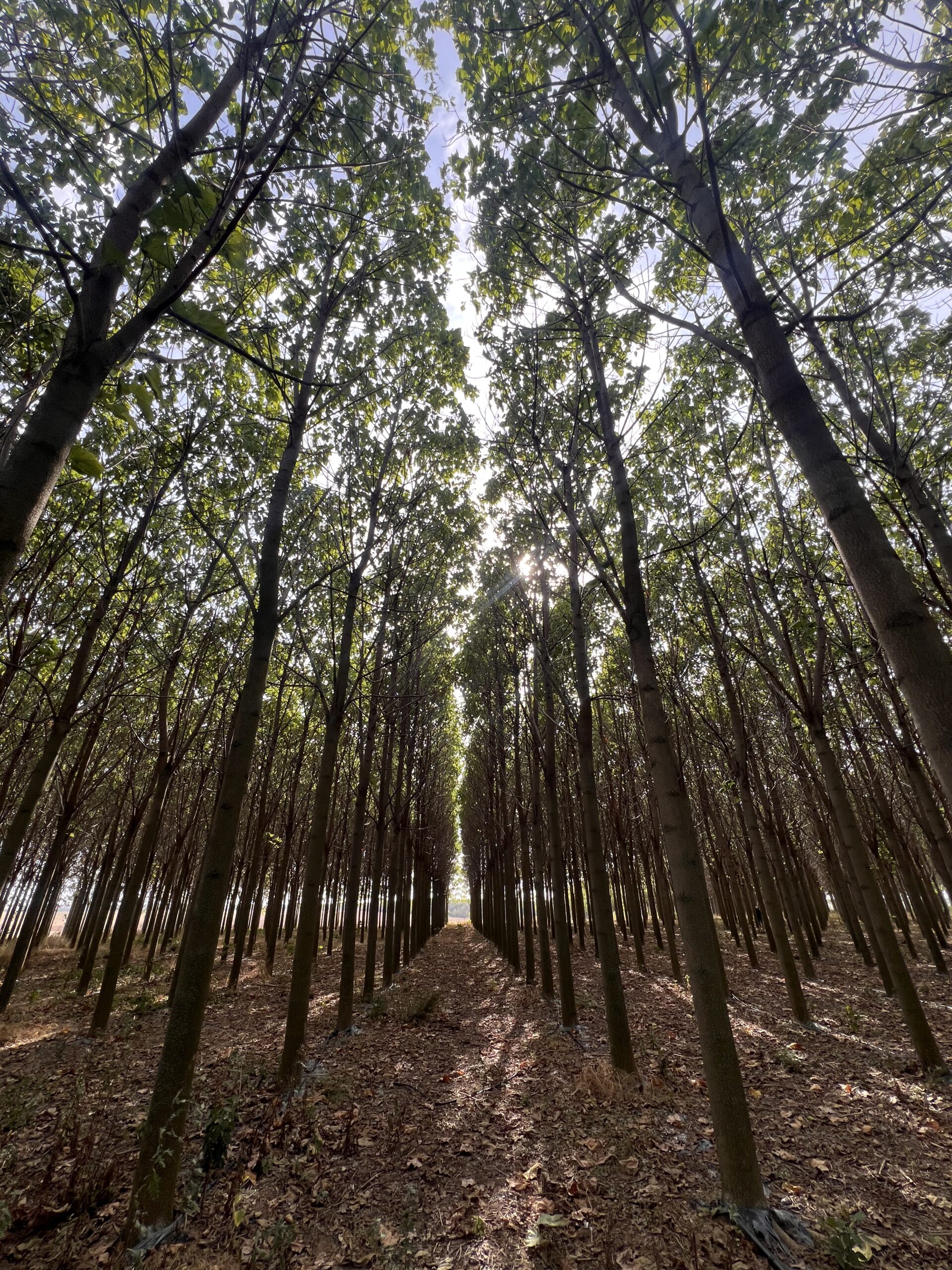 plantacja paulowni widok od środka drzewa szybkorosnące działalność rolnicza czy gospodarcza