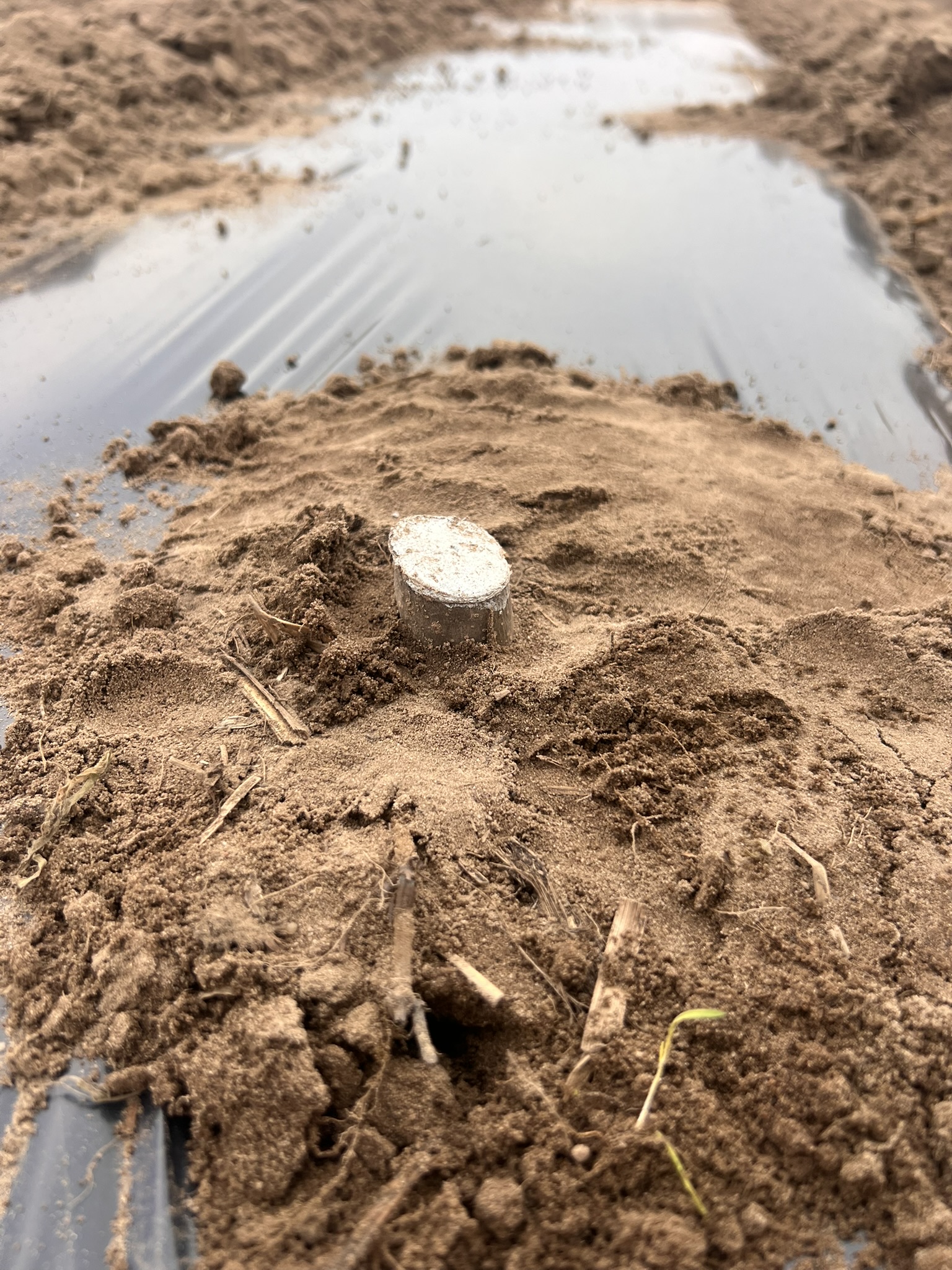 Punkt sadzenia paulowni z emiterem nawadniania – przygotowanie miejsca pod korzeń