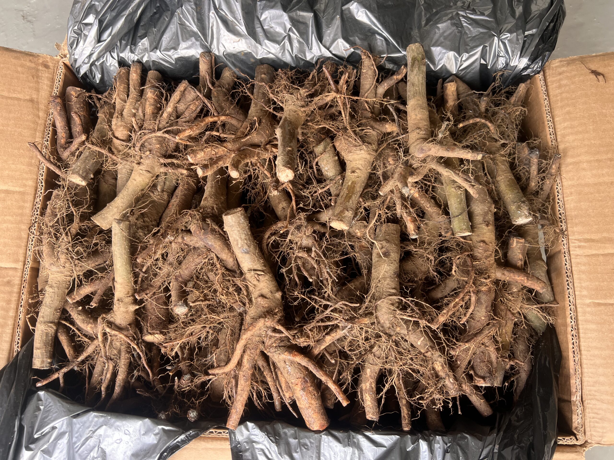 sadzonka paulowni shan tong w donicy przygotowanie do sadzenia Polska