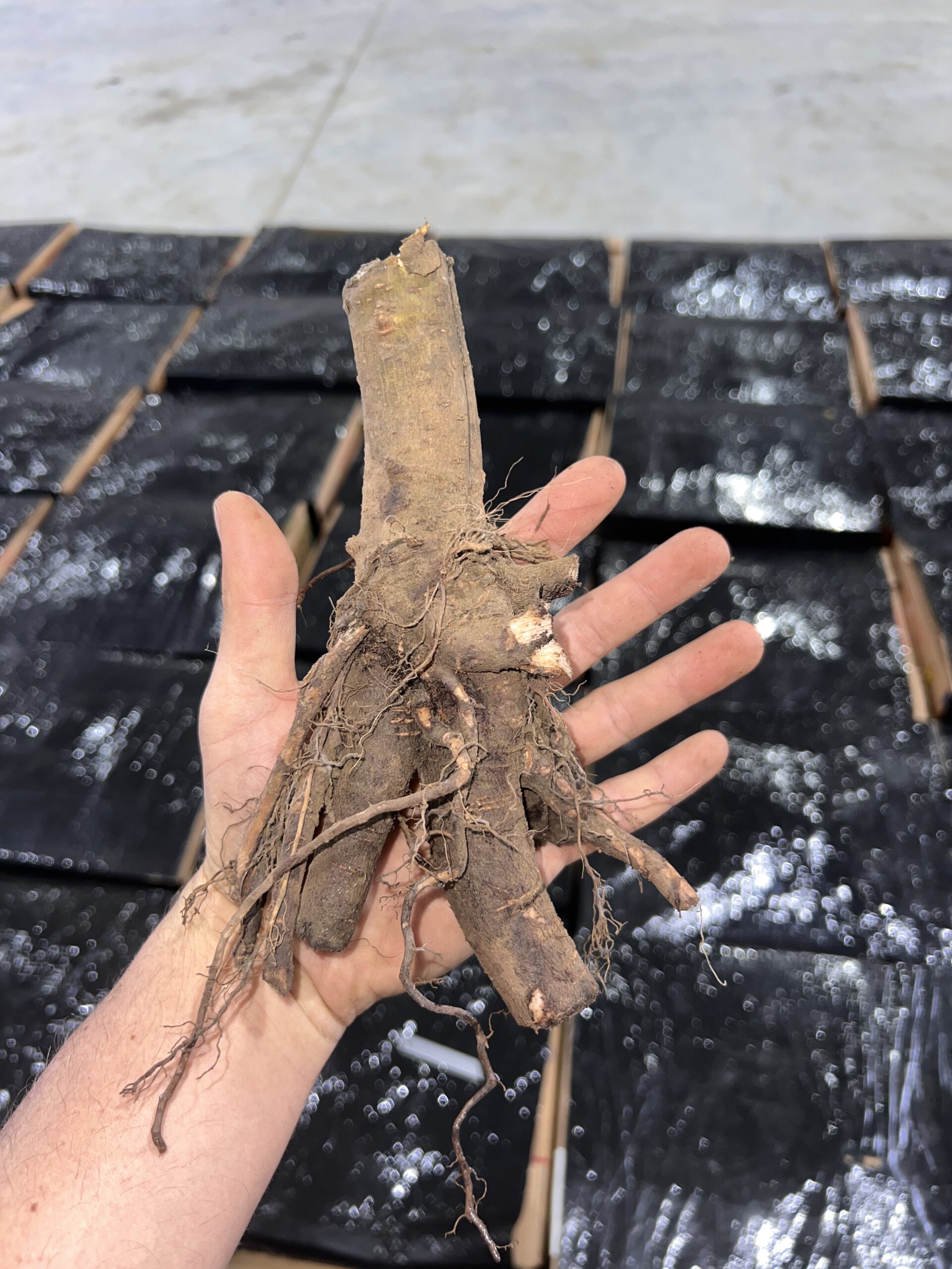 Korzeń paulowni w dłoni – materiał sadzeniowy gotowy do nasadzeń