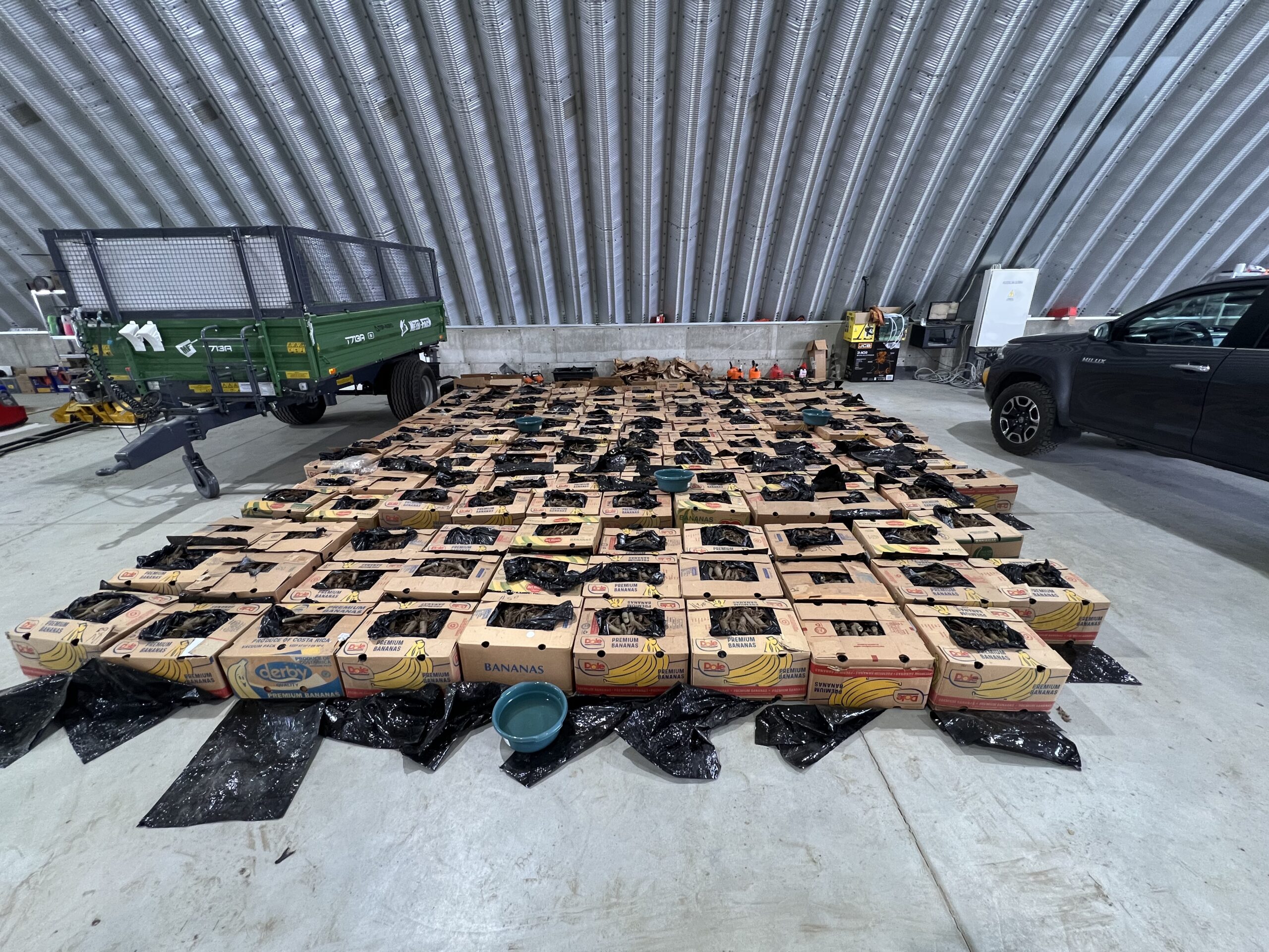 Dostawa korzeni paulowni – przygotowane kartony z materiałem sadzeniowym przed rozładunkiem