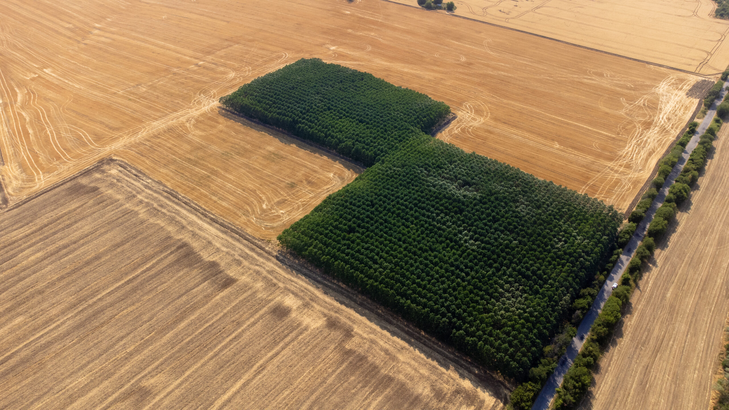 plantacja paulowni z lotu ptaka – jak wygląda uprawa i skala inwestycji