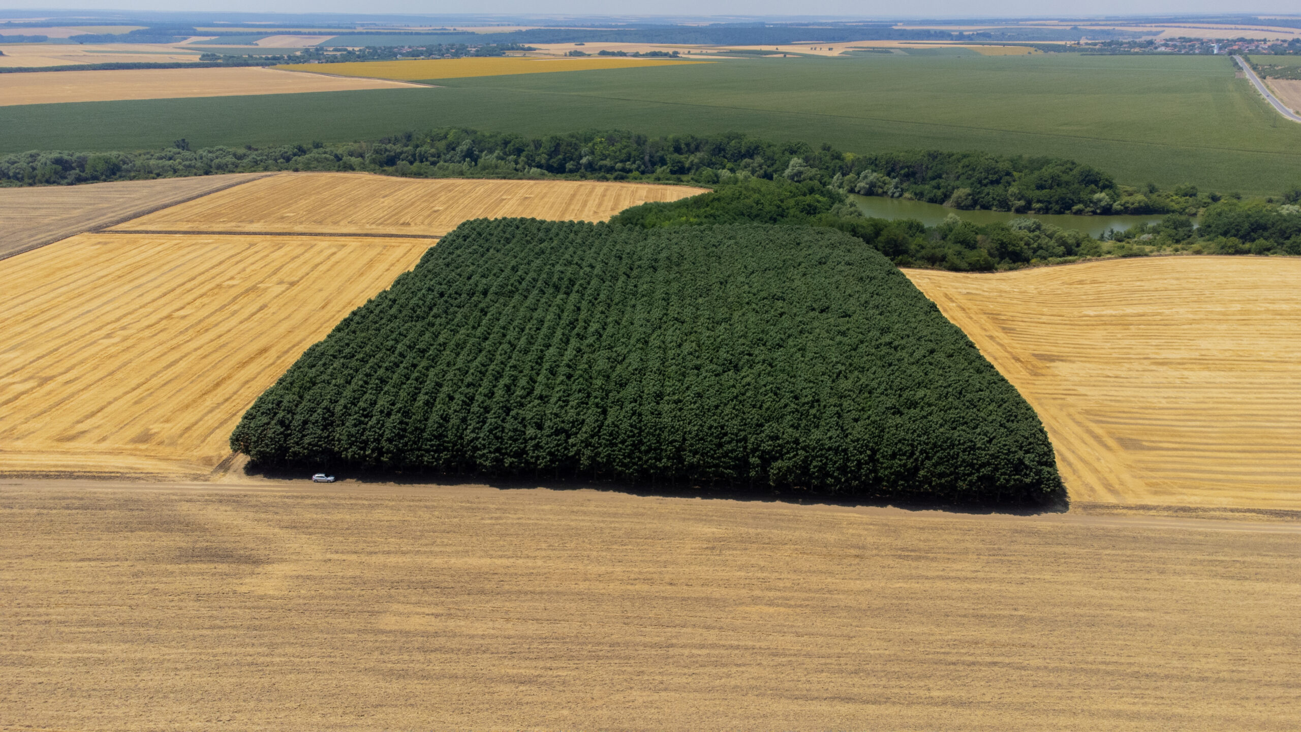 plantacja paulowni shan tong w polsce – ile hektarów potrzeba do opłacalnej inwestycji