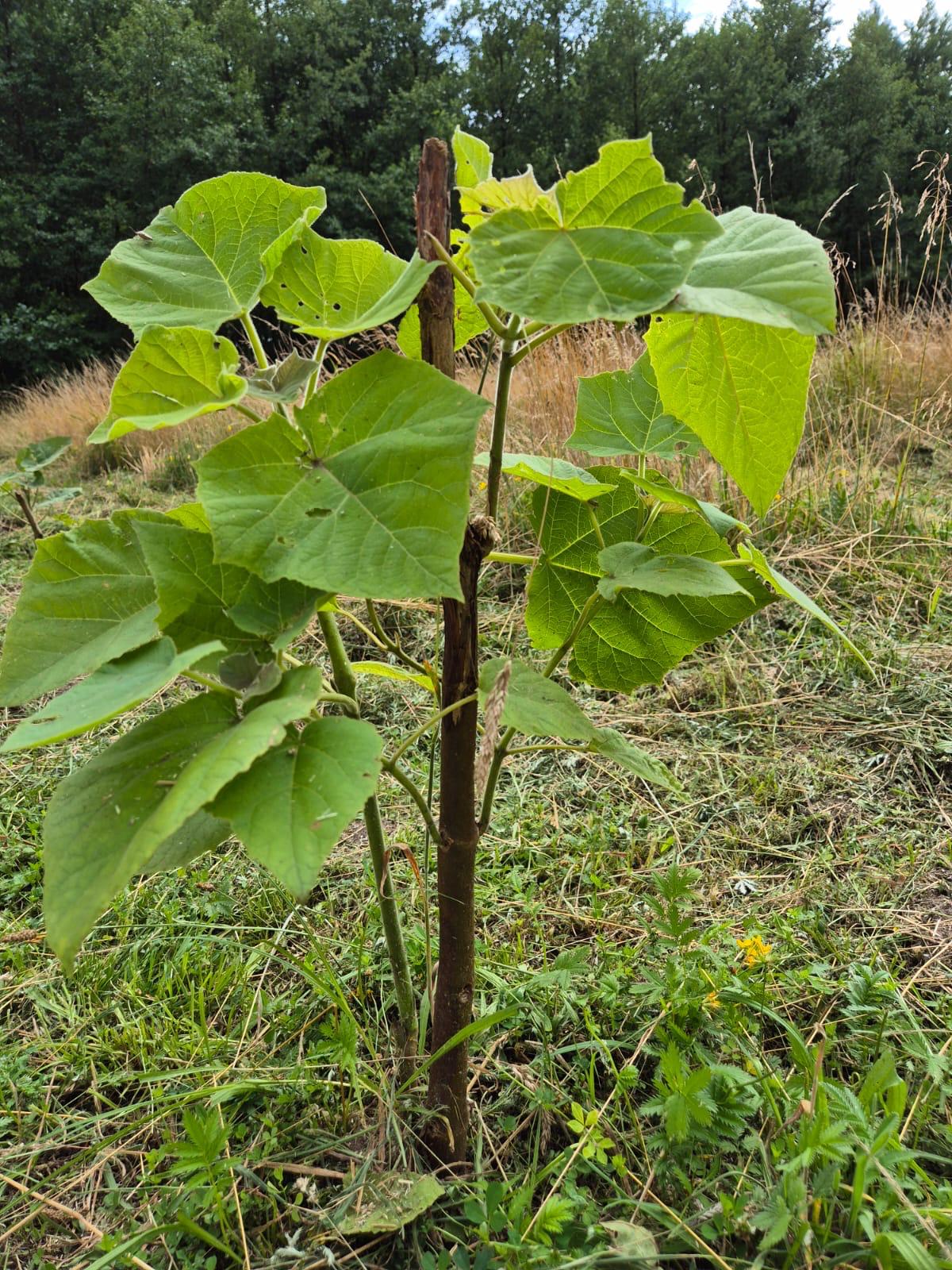 zaniedbana plantacja paulowni – słaby wzrost przez brak pielęgnacji i nawadniania