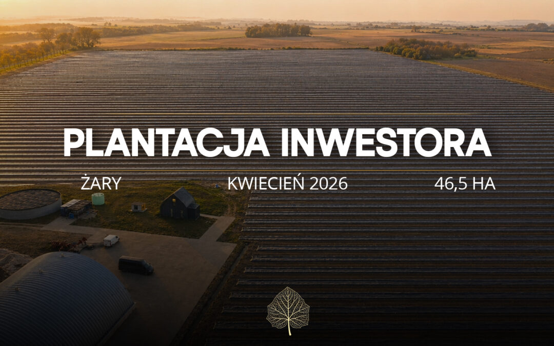 Plantacja paulowni Żary 46,5 ha – realizacja Green Lungs z lotu drona
