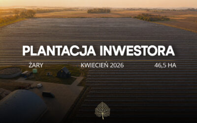 Plantacja Paulowni Shan Tong – Żary x Green Lungs (46,5 ha)