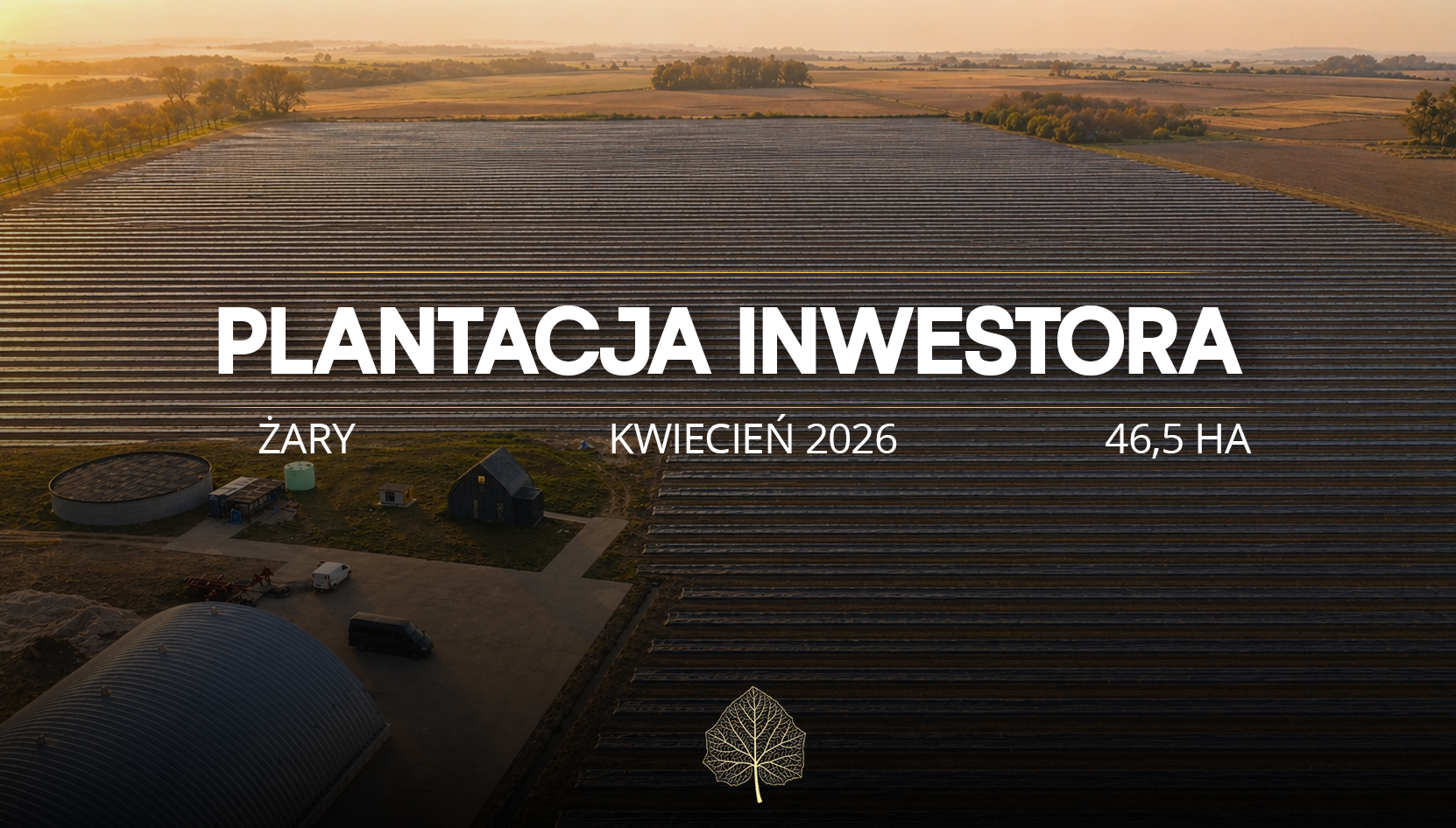 Paulownia Shan Tong Plantation – Żary x Green Lungs (46.5 ha)