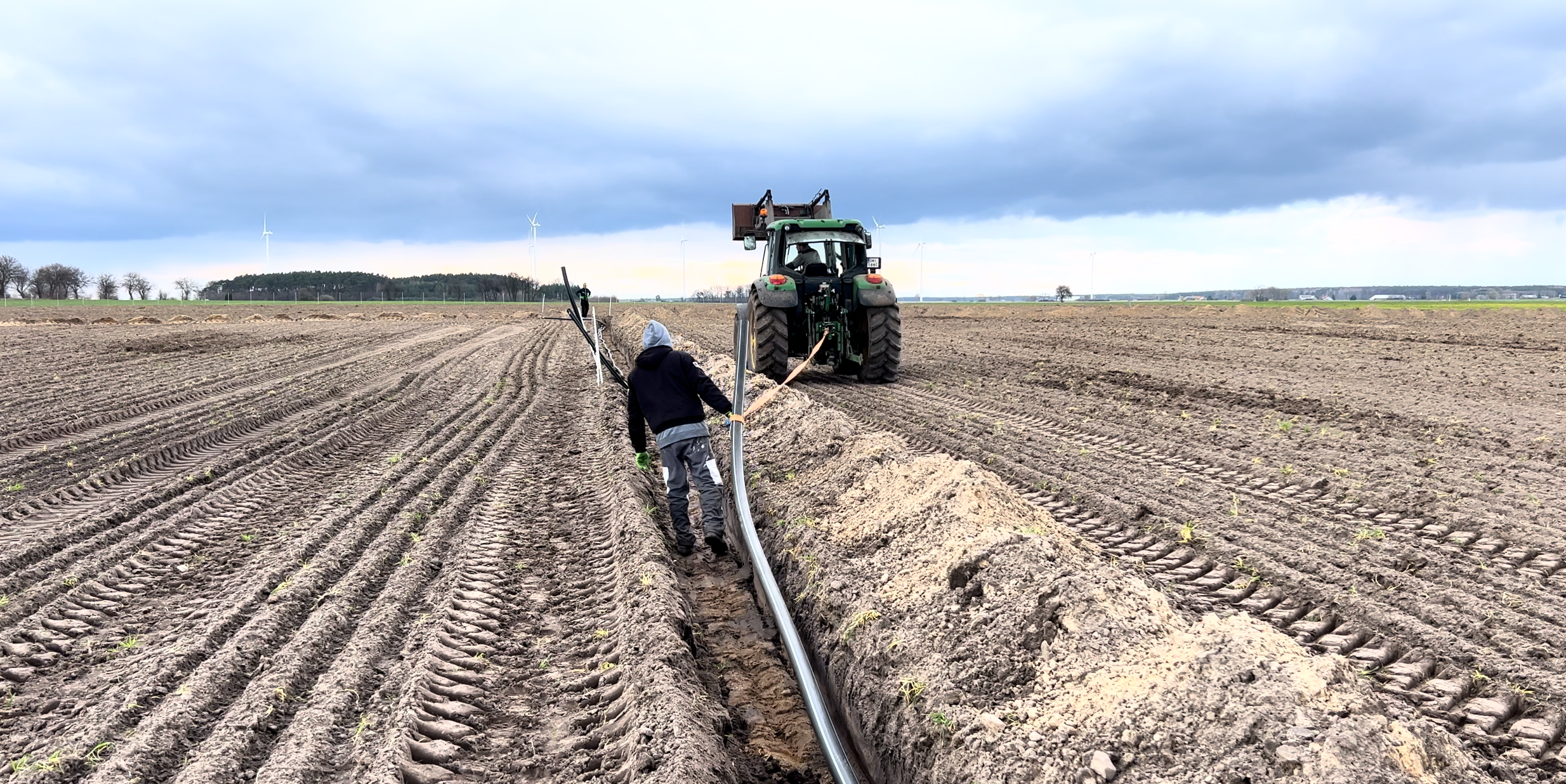 zakładanie plantacji paulowni przygotowanie pola pod nasadzenia