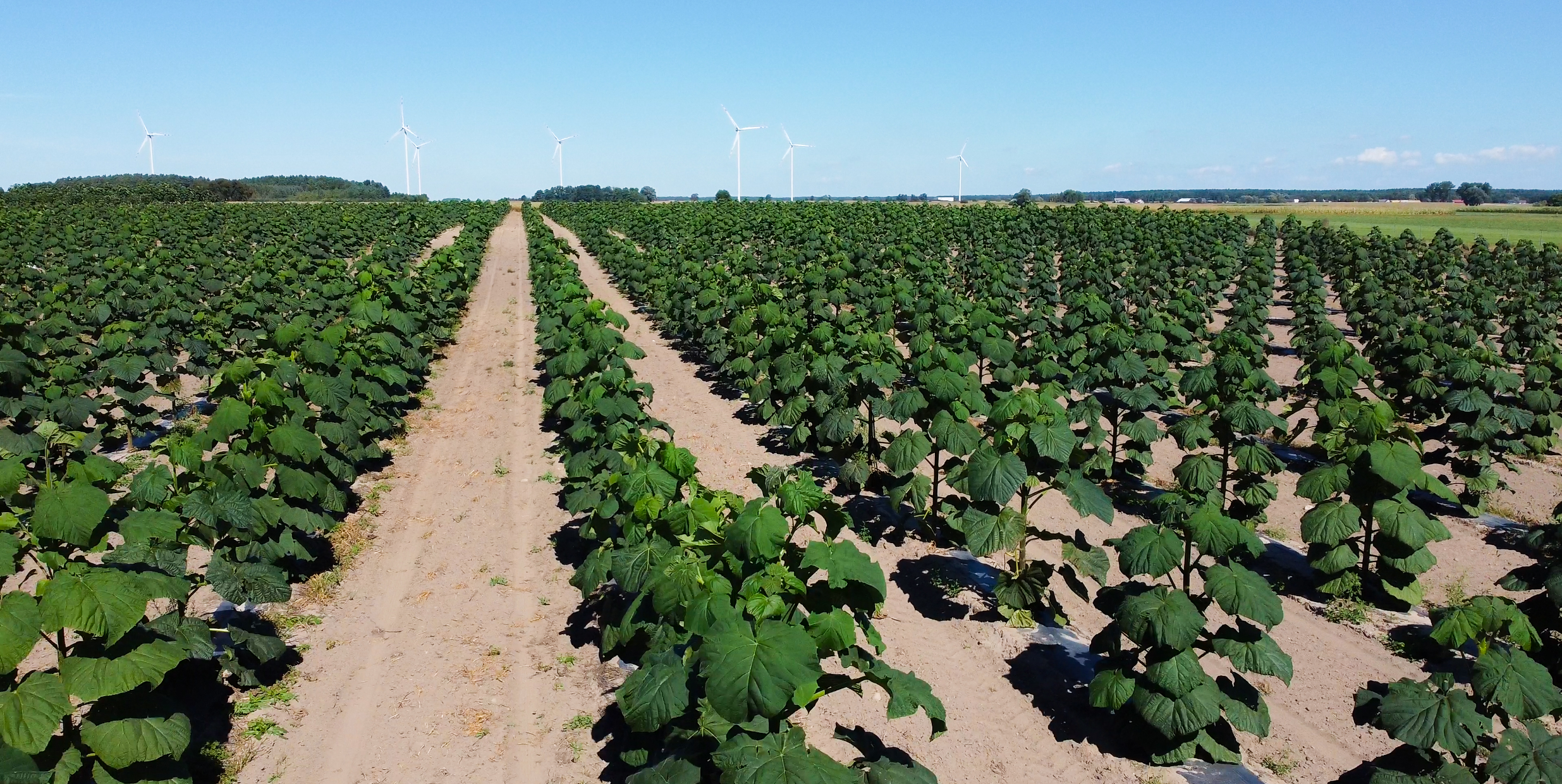 plantacja paulowni w Polsce – błędy przy zakładaniu plantacji