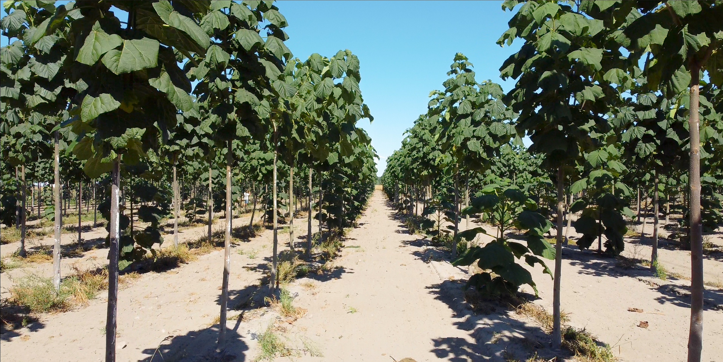 uprawa paulowni w Polsce – prawidłowo prowadzona plantacja