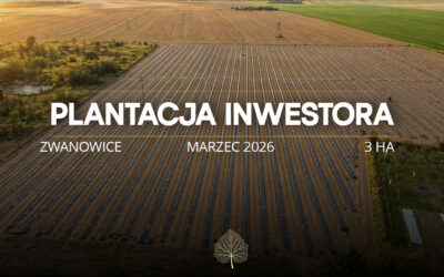 Plantacja Paulowni Shan Tong – Brzeg Dolny (3 ha)