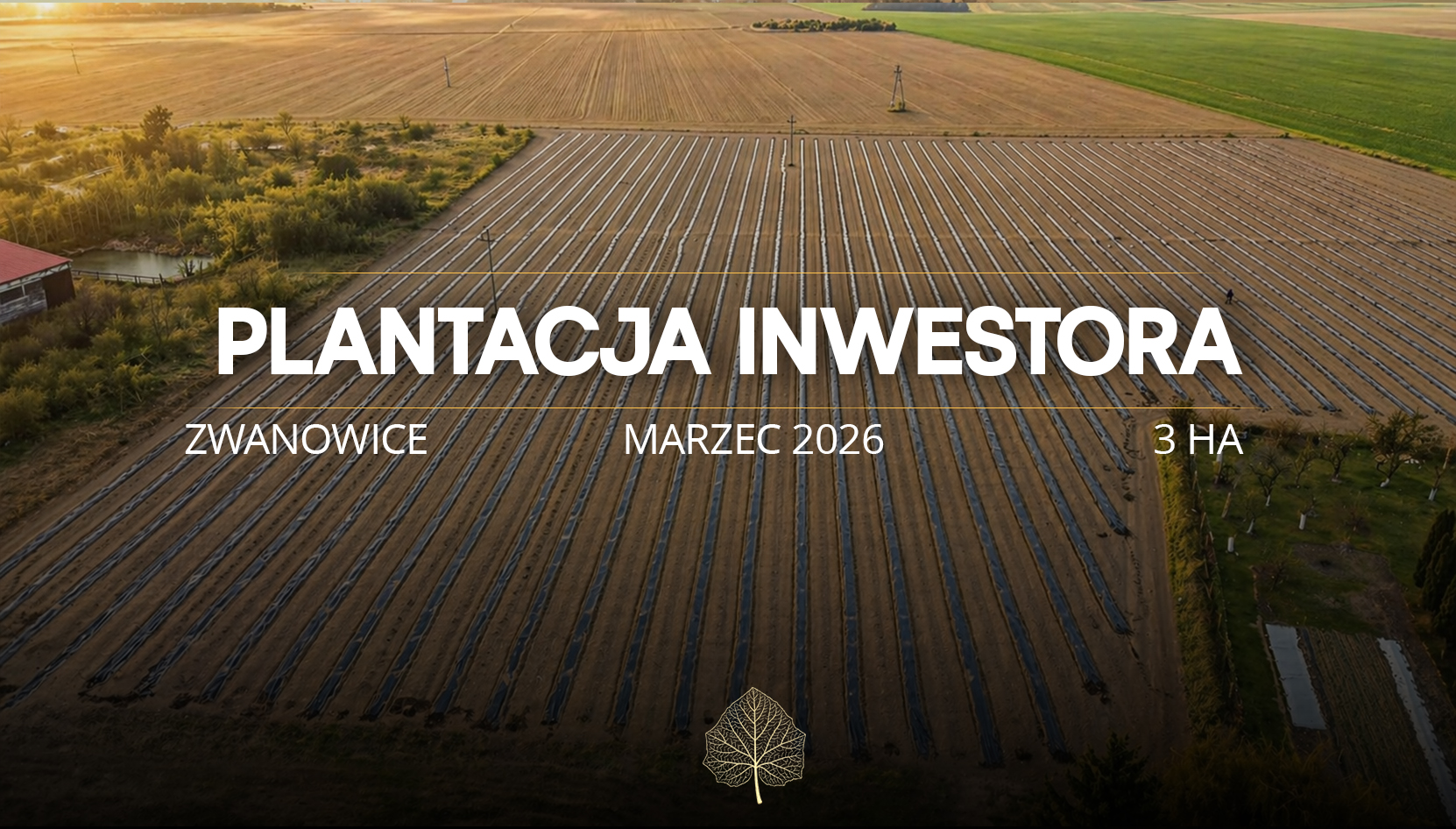 Paulownia Shan Tong Plantation – Brzeg Dolny (3 ha)