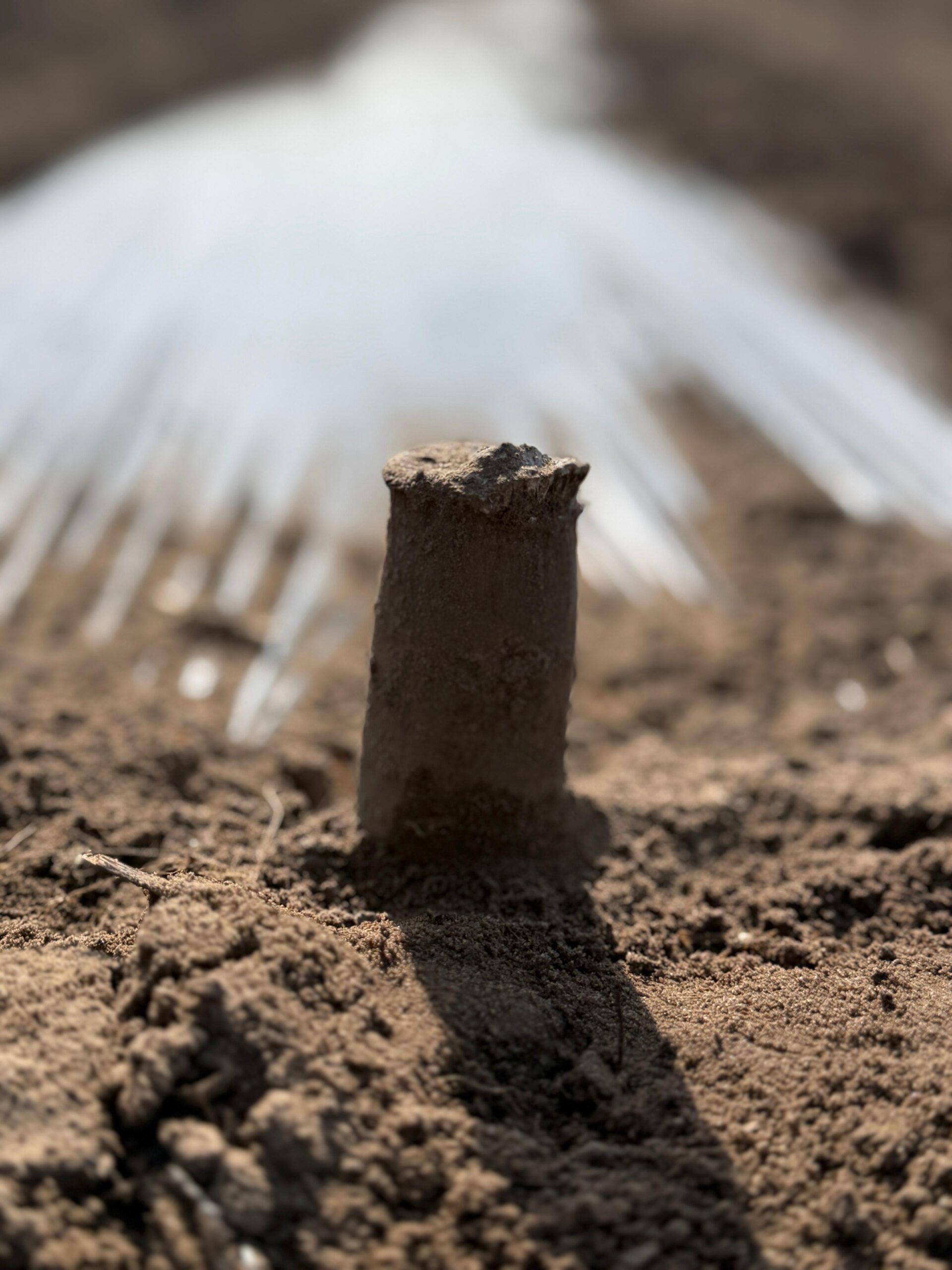 Nawadnianie świeżo posadzonej paulowni Shan Tong – pierwszy dostęp do wody