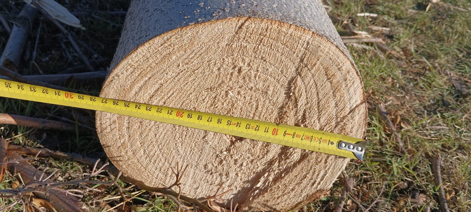 drewno paulowni shan tong – ile kosztuje m3 i jaka jest opłacalność inwestycji