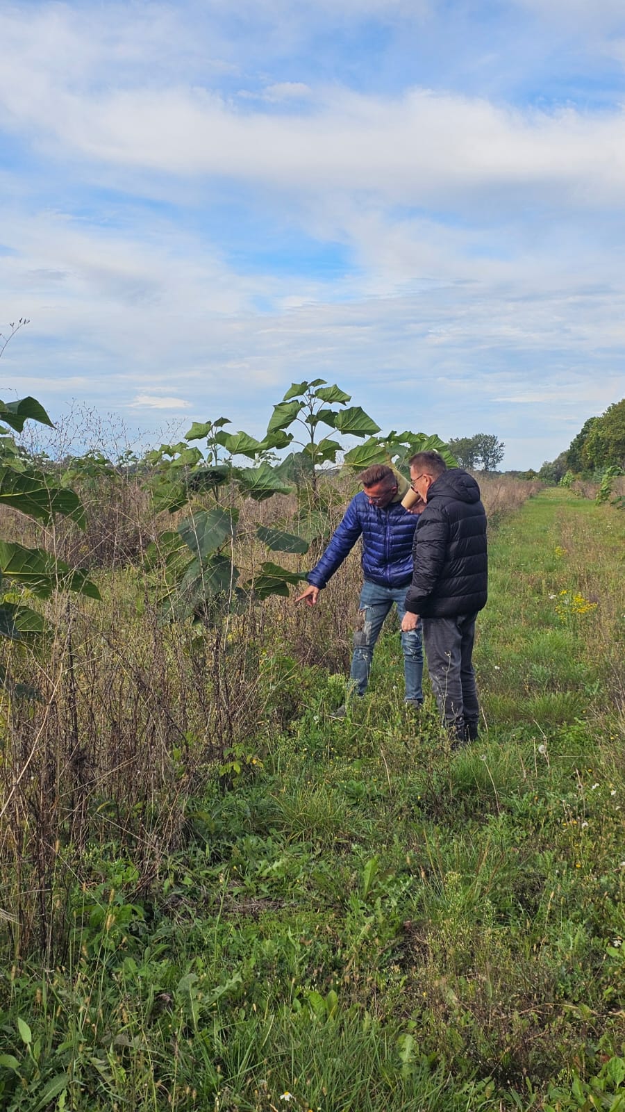 Stara plantacji paulowni w Żarach – słaby wzrost drzew i zarośnięty teren