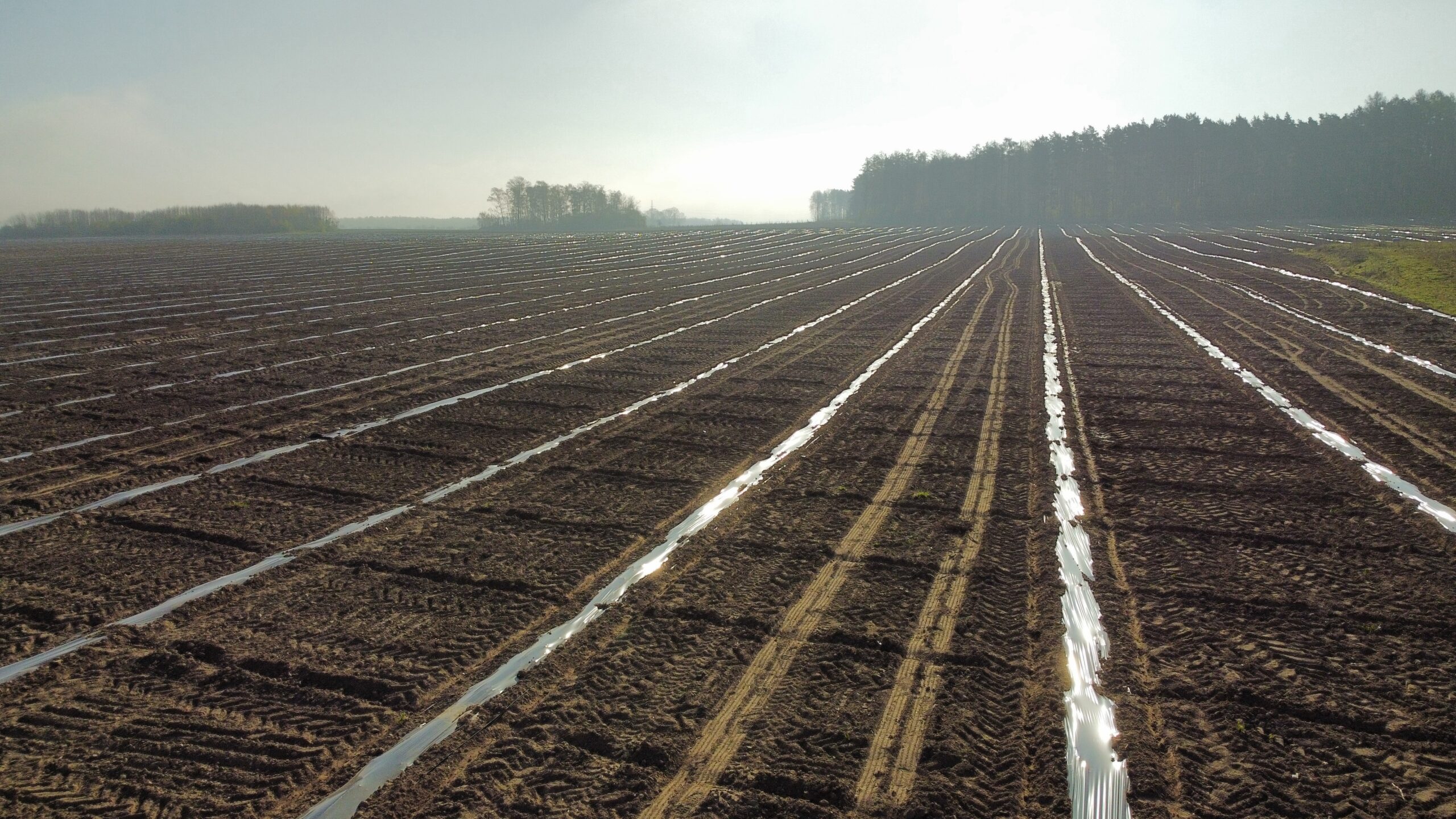 Plantacja paulowni w Żarach – równe rzędy nasadzeń i system nawadniania kroplowego