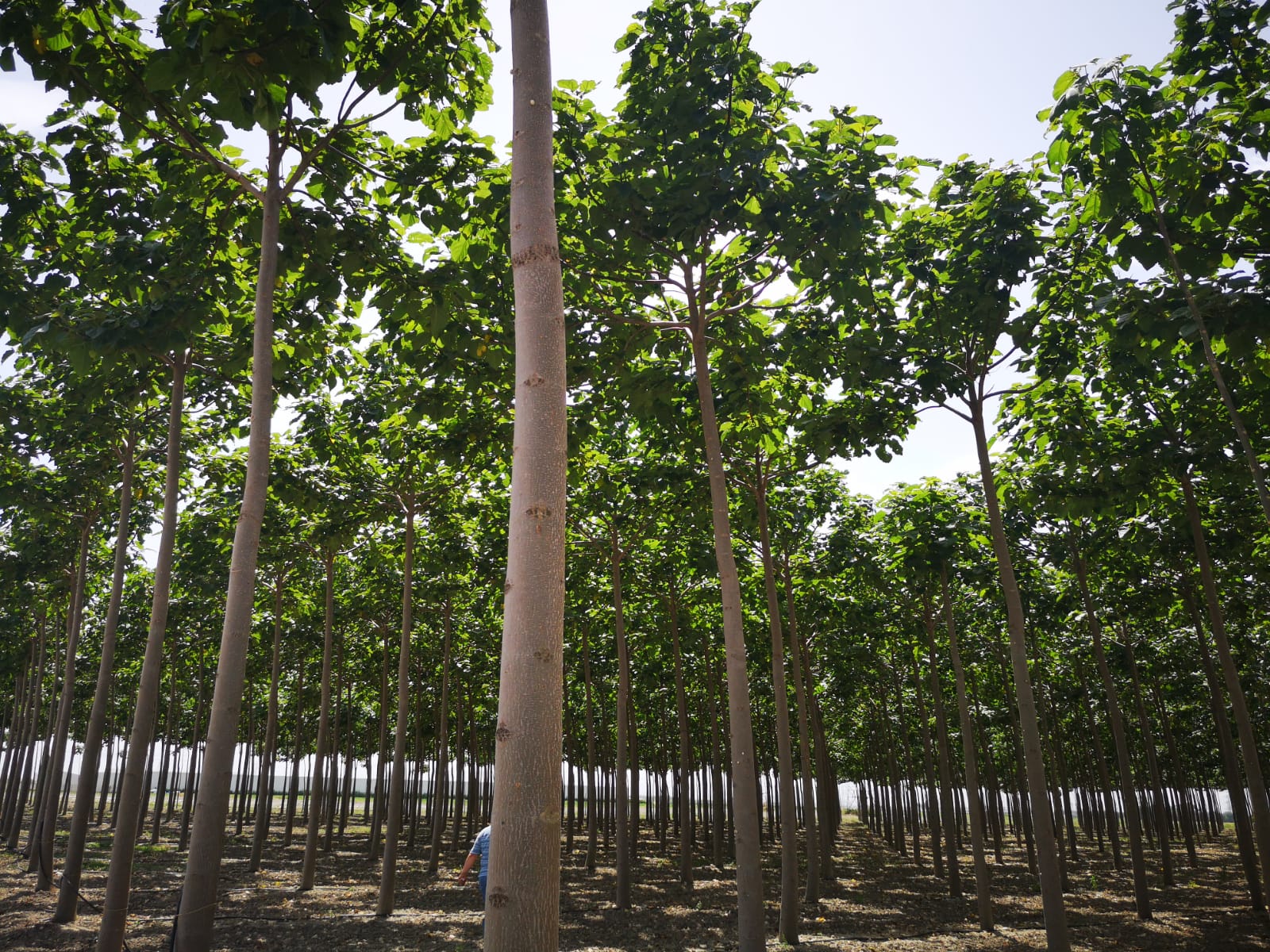 plantacja paulowni w Polsce inwestycja szybkorosnące drzewa paulownia