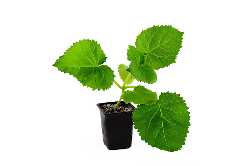 odmiana paulowni 9501 – błędny wybór do uprawy w Polsce