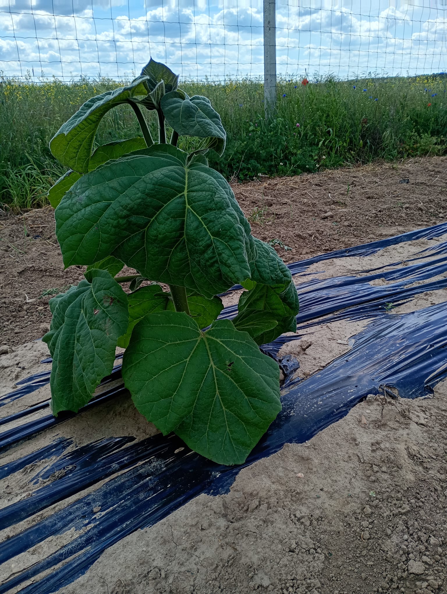 Młoda paulownia Shan Tong na plantacji Green Lungs
