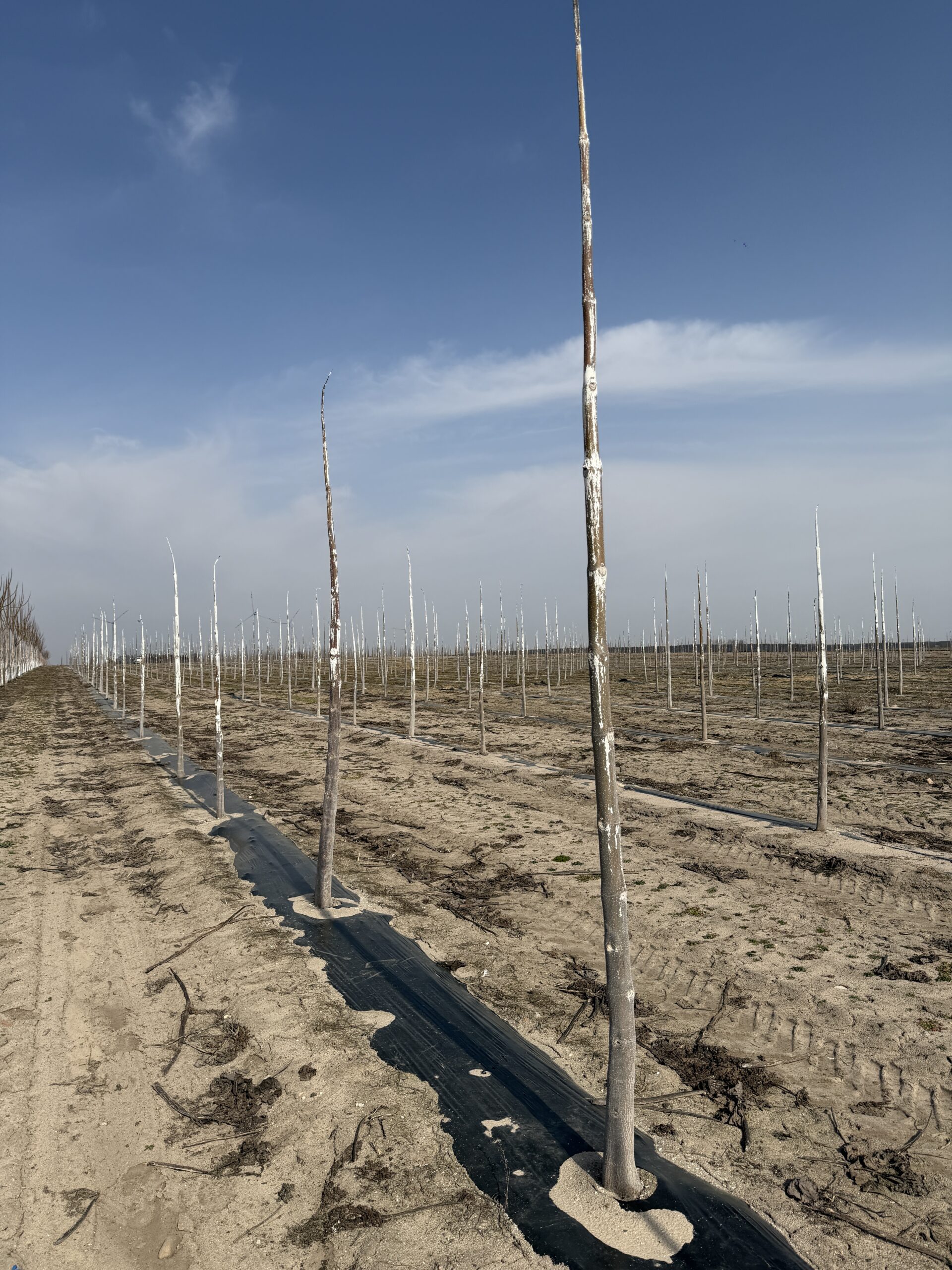Paulownia Shan Tong po zimie 2025/2026 na plantacji Green Lungs