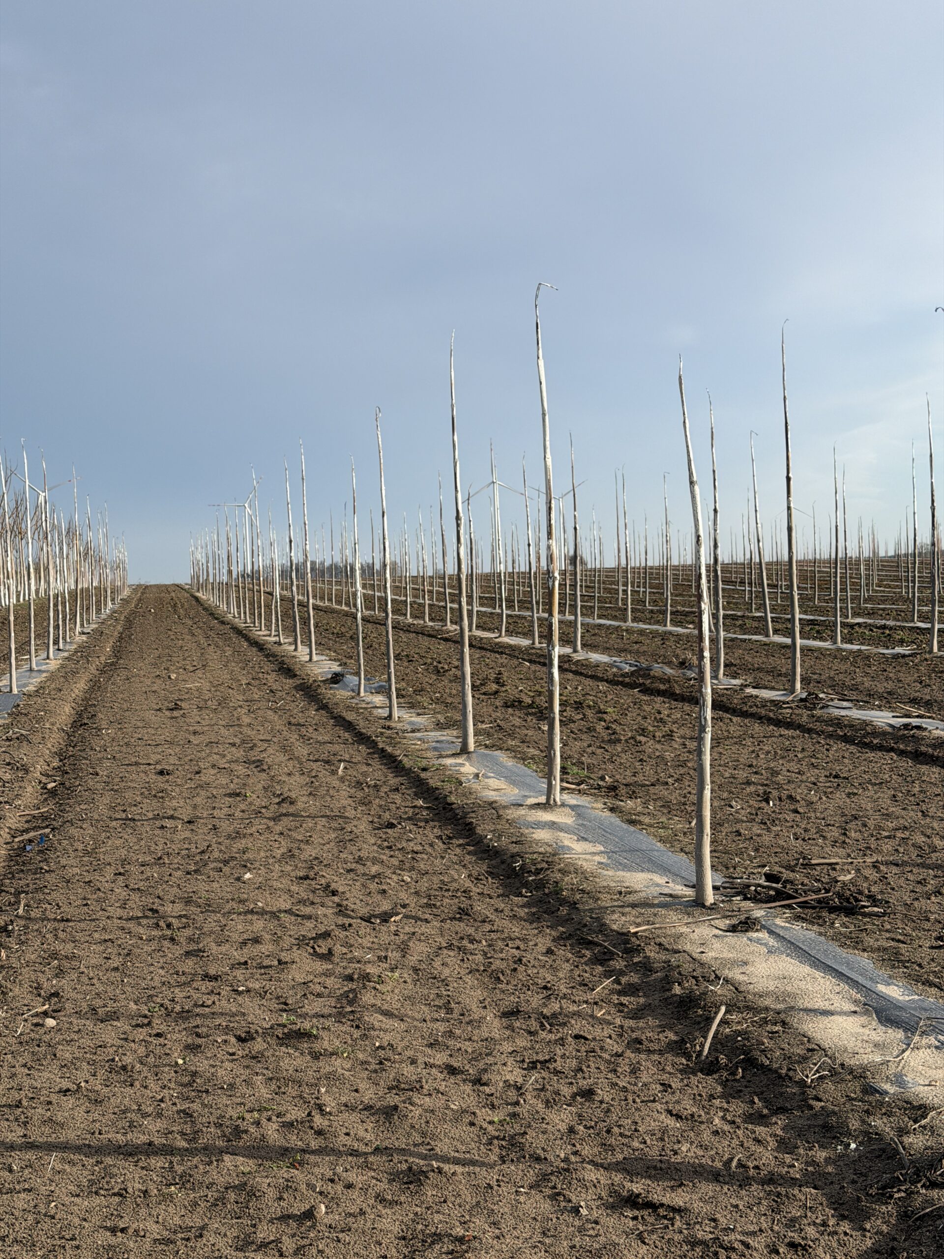 Plantacja paulowni Shang Tong prowadzona przez Green Lungs w Polsce