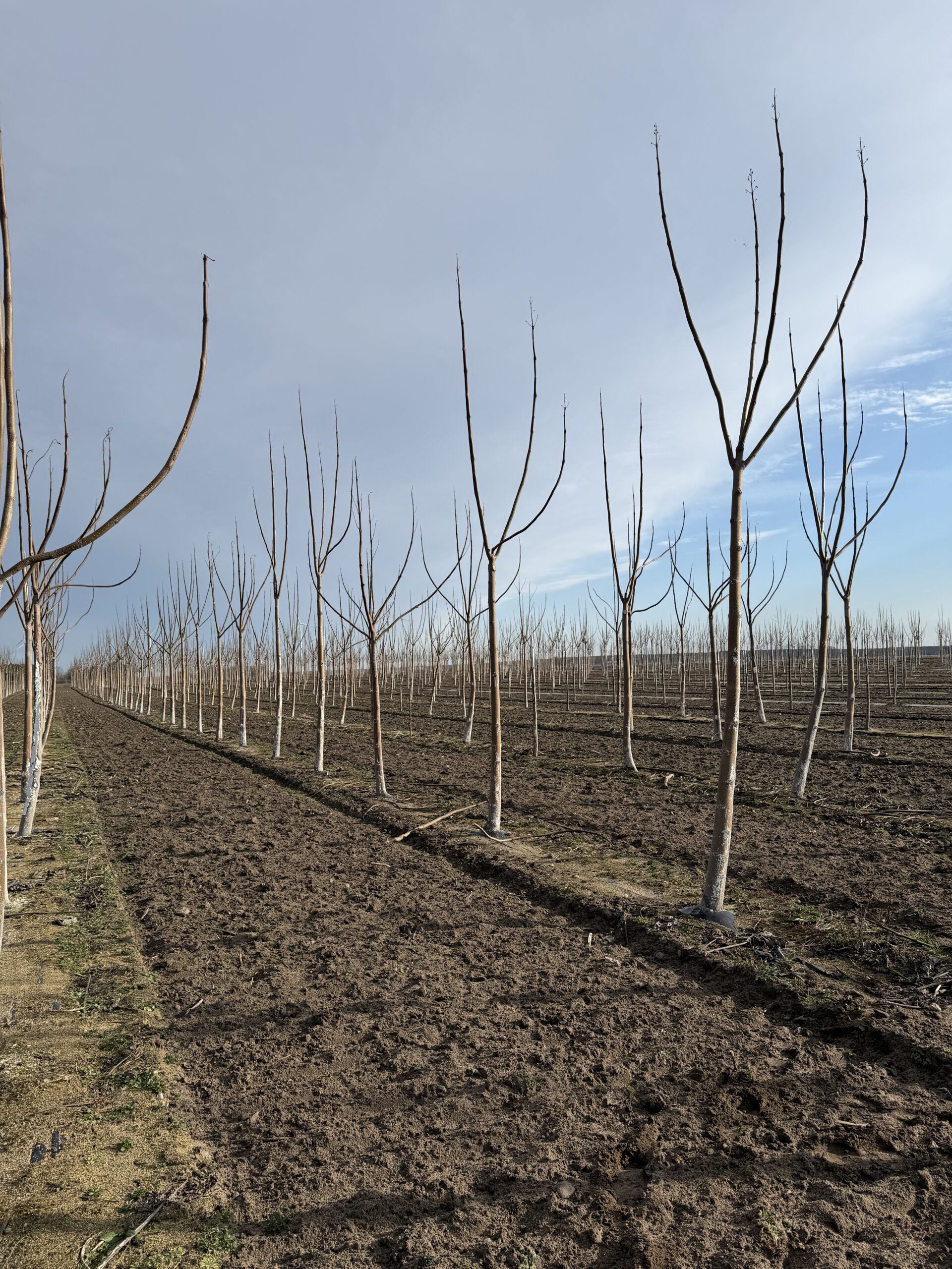 Paulownia Shan Tong zimą na plantacji Green Lungs w Polsce